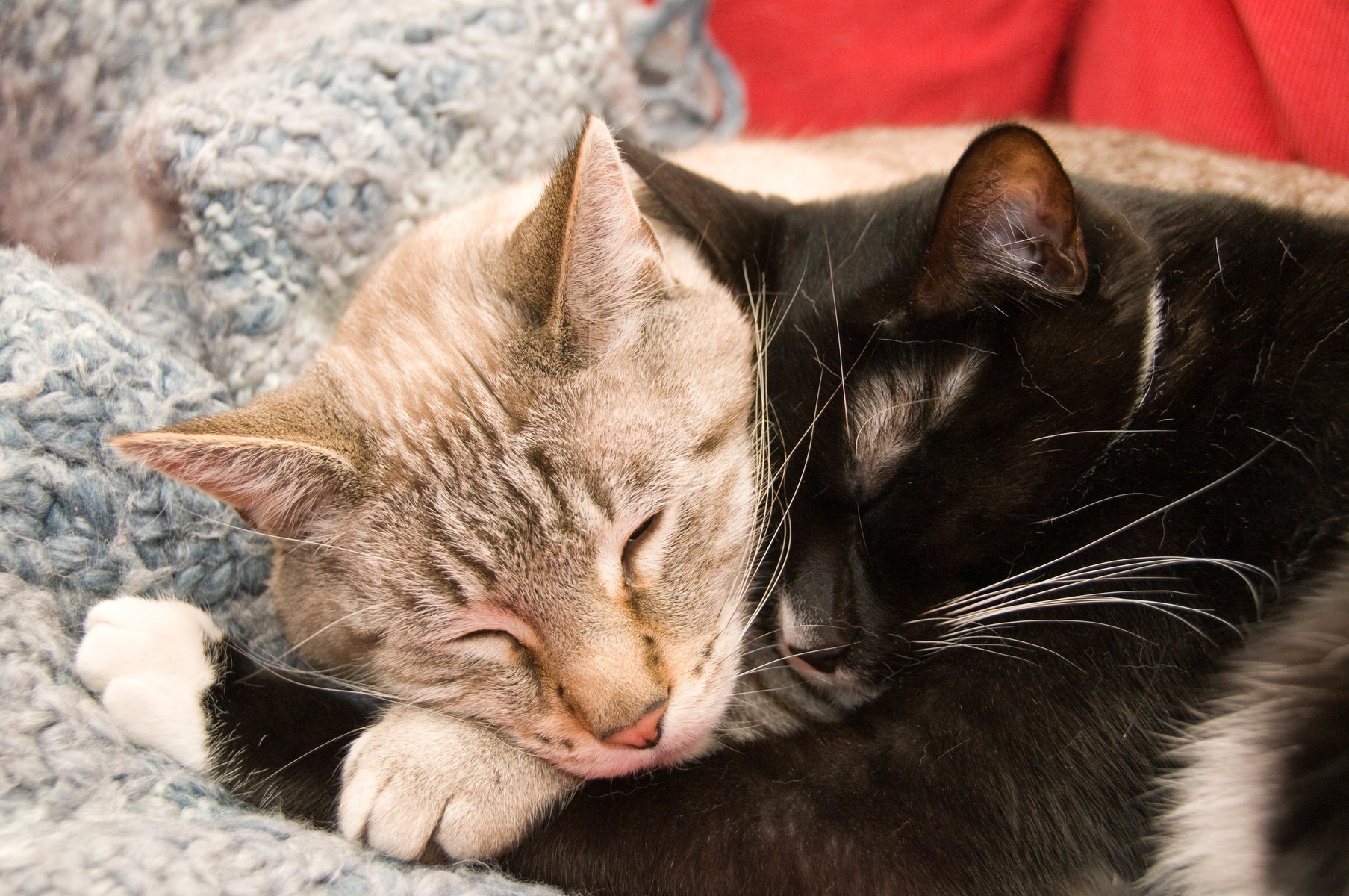 cute-love-kitten-cat-mammal-together-984413-pxhere.com.